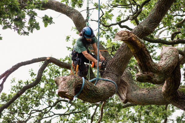 Professional Tree Services in Manson, IA