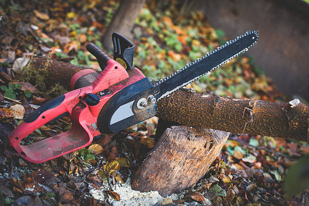 How Our Tree Care Process Works  in  Manson, IA